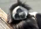 動物図鑑・シロテテナガザルの写真 11